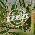 Non GMO